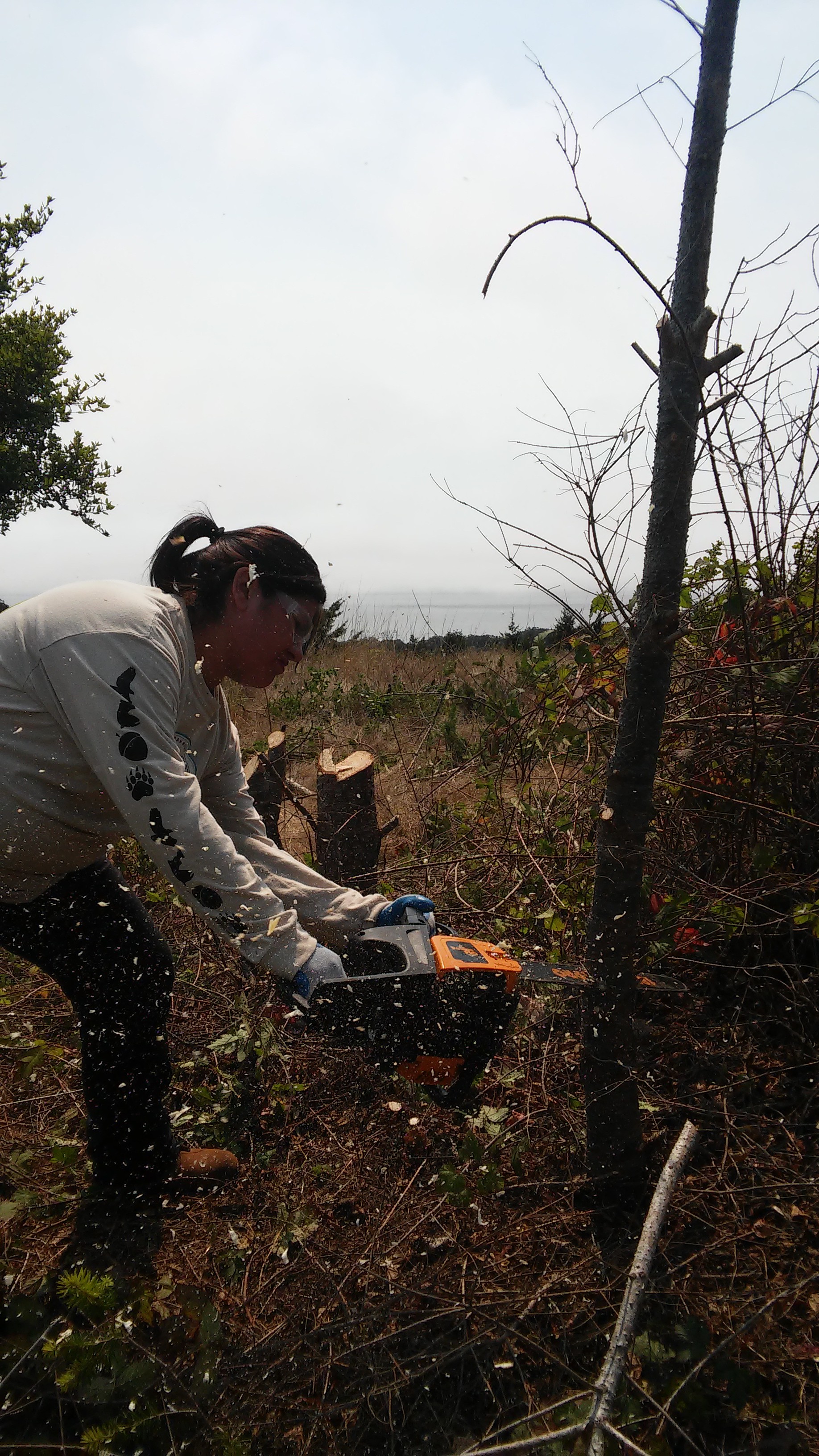 Native Steward Natalie Garcia uses a chainsaw to remove encroaching Douglas-fir (Pseudotsuga menziesii) in a native grassland at Quiroste Valley Cultural Preserve.