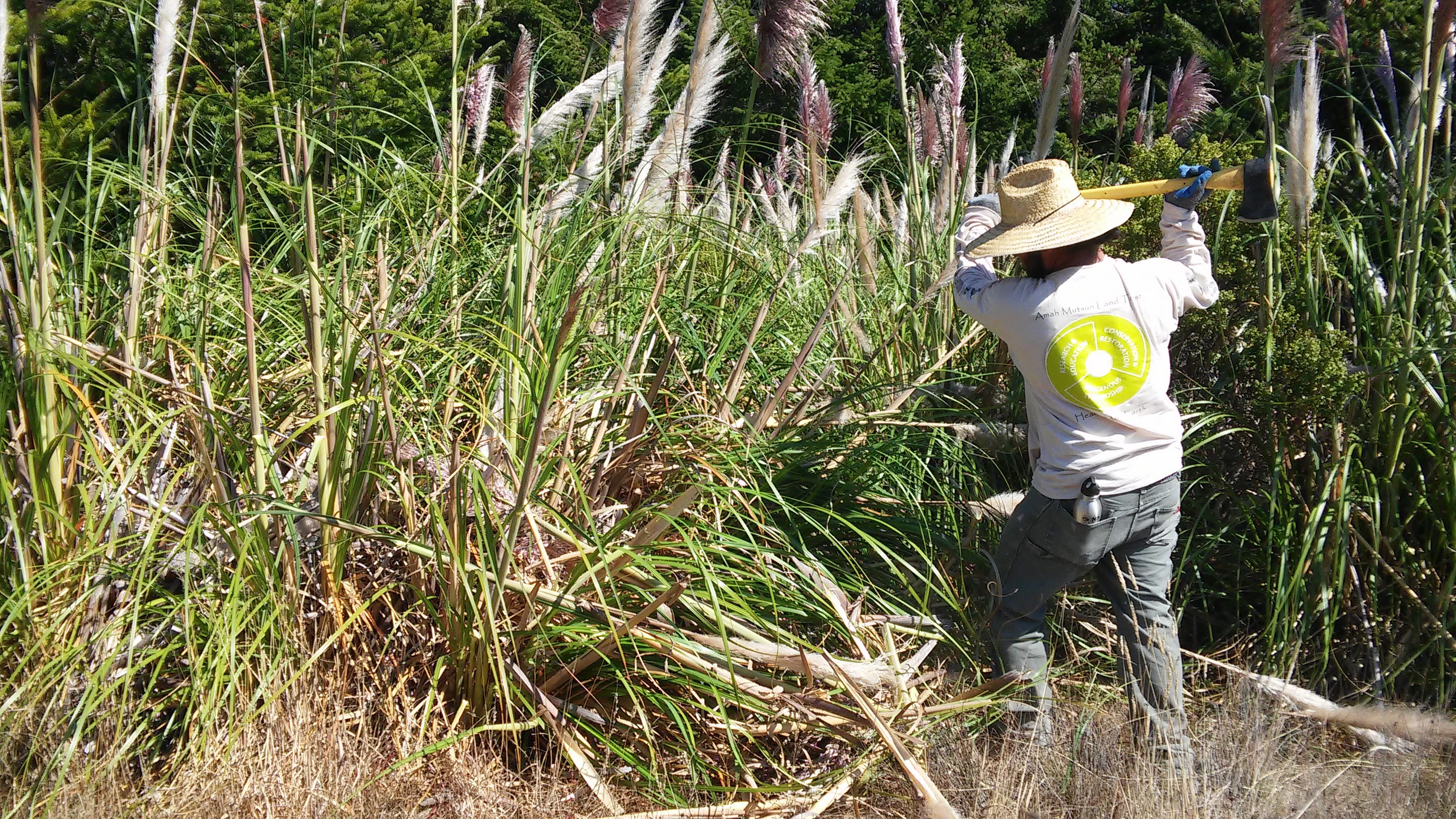 Native Steward Paul Lopez begins removal of a stand of Pampas grass (Cortaderia jubata) in the Costanoa Easement. The AMLT has been controlling the spread of the invasive Pampas grass at the Costanoa Easement for nearly two years, preventing the spread of the invasive grass into nearby Quiroste Valley Cultural Preserve. In 2015, Native Stewards spent two weeks removing  over 600 mature Pampas grass individuals. In the same 40-acre area, this year they removed over 350 individuals--many resprouts of former mature plants--in the course of only three days, demonstrating the efficacy of our previous restoration efforts.
