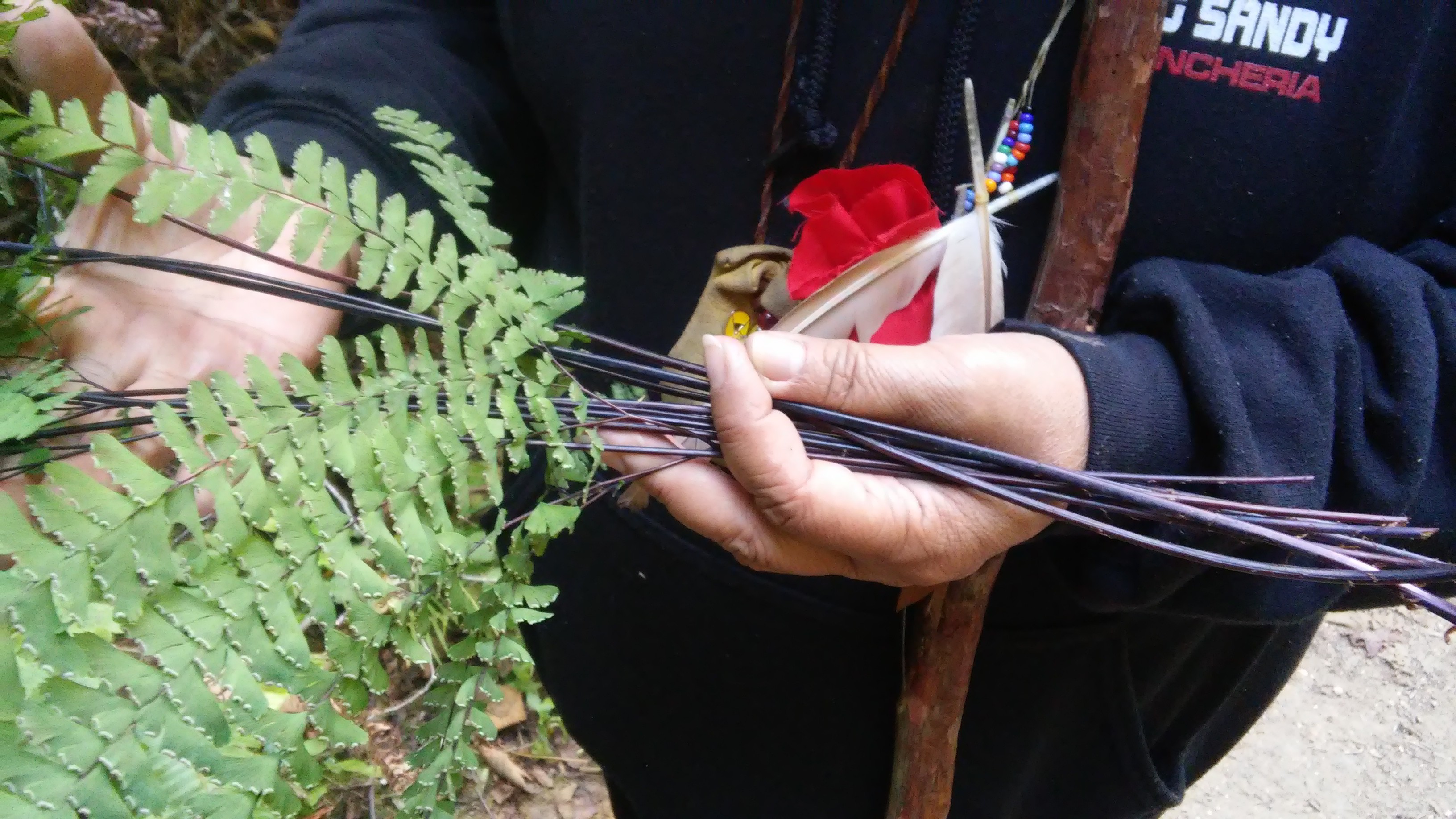 Tribal Elder Eleanor Castro holds a bundle of five-finger fern (Adiantum aleuticum), a basketry plant, while gathering in lands administered by the Midpeninsula Regional Open Space District.