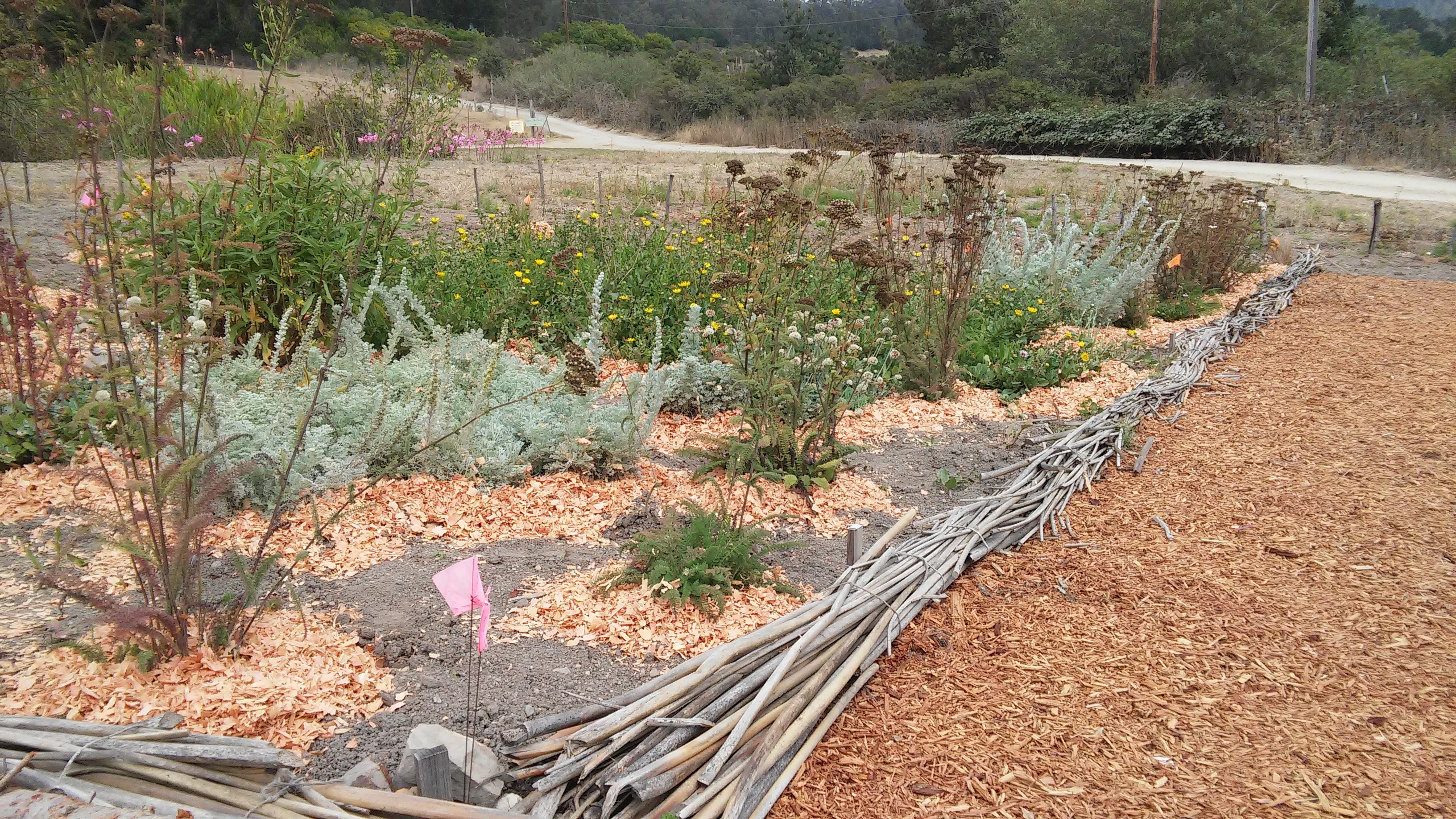 Rapid plant growth at the Pie Ranch Mutsun Garden. Garden pathways and native plantings were mulched during the course of NSC this summer, keeping down weeds and mud and providing nutrients and moisture to developing transplants.