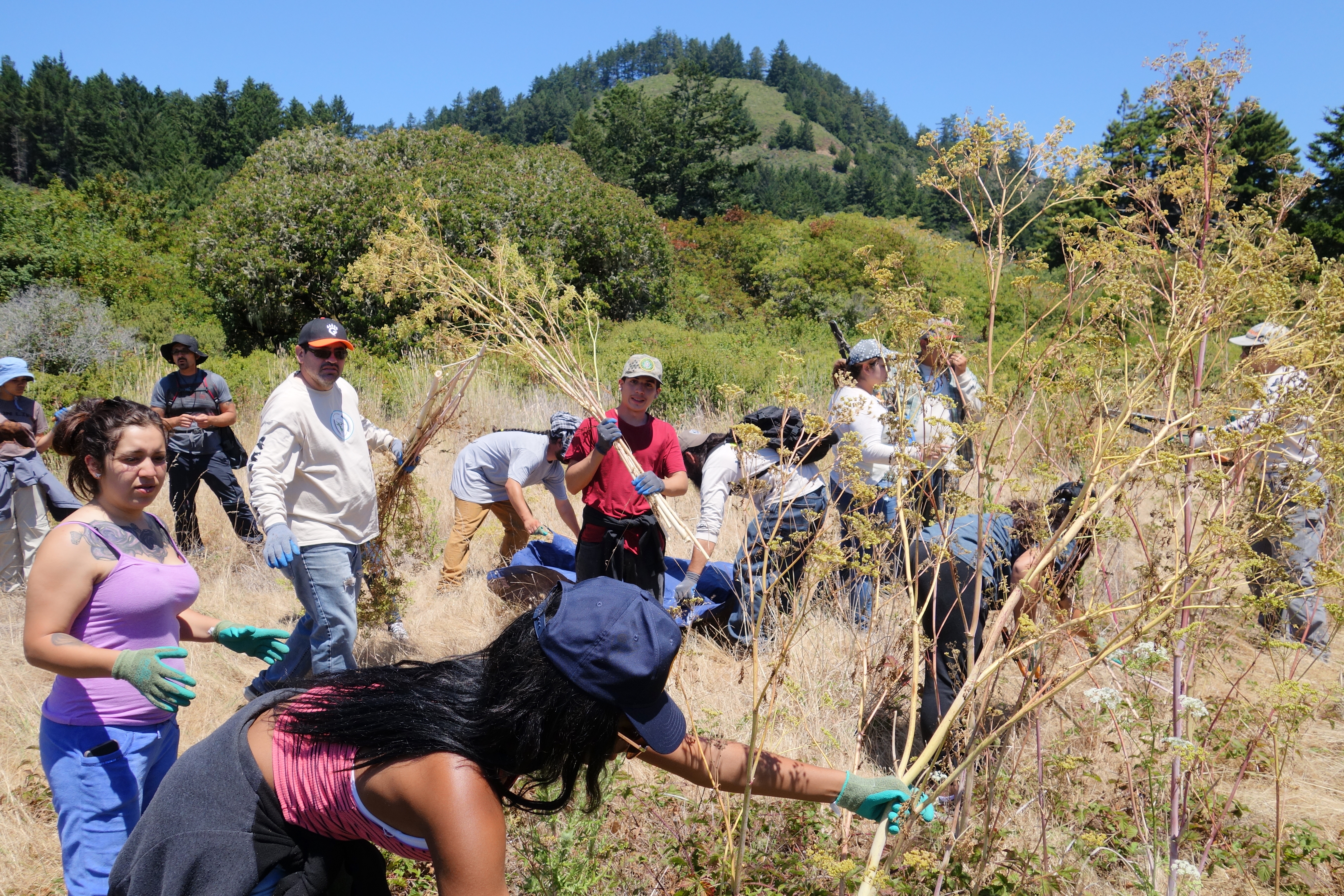 Getting hands-on stewardship experience removing invasive plants. Photo courtesy Cat Wilder.